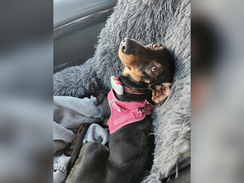 Jenny, Pflegestelle in 76646 Bruchsal