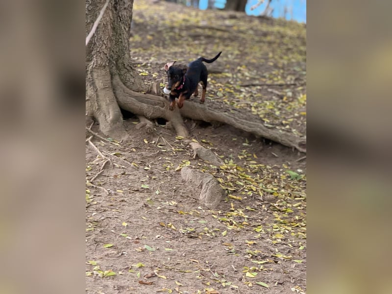 Jenny, Pflegestelle in 76646 Bruchsal