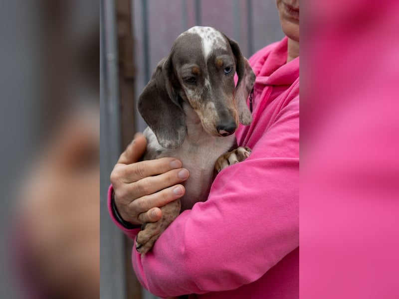 Tipli, süßes, fröhliches Dackelwelpen Mädchen geb. 06/2026