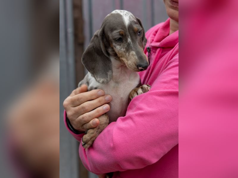 Tipli, süßes, fröhliches Dackelwelpen Mädchen geb. 06/2026