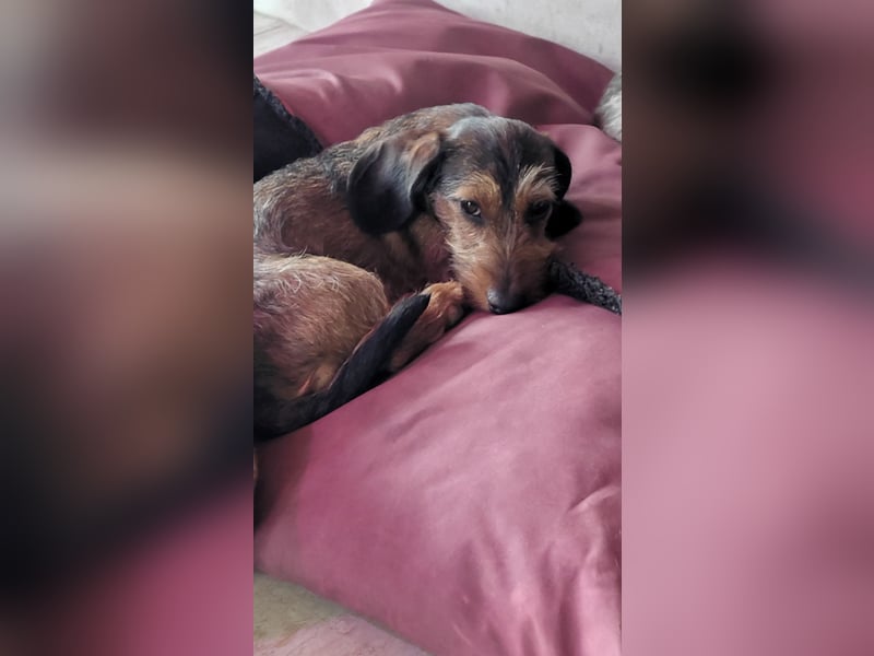 ZWERGDACKEL HÜNDIN Rauhhaar