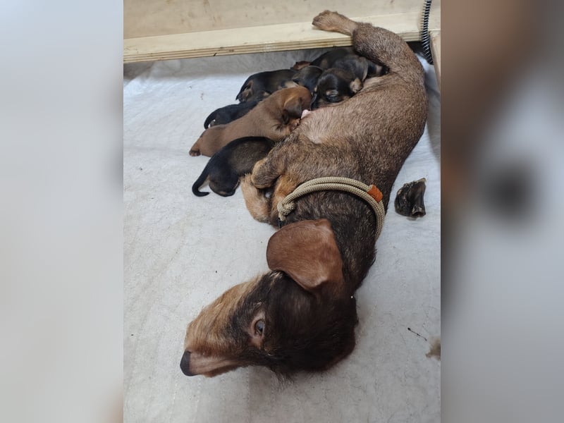 Zwergdackel Rauhhaar