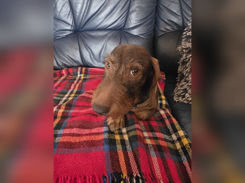 ZWERGDACKEL HÜNDIN Rauhhaar