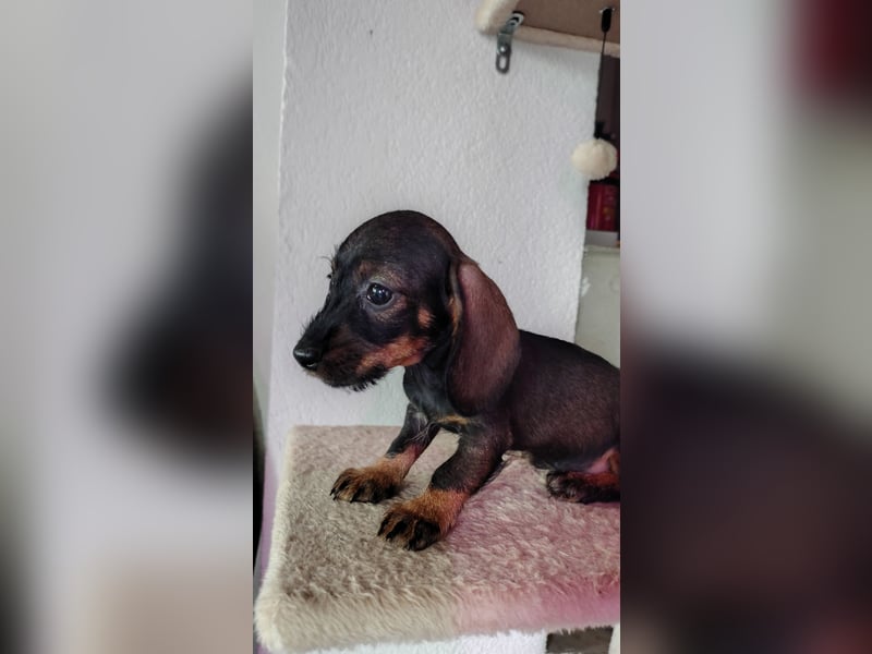 ZWERGDACKEL HÜNDIN Rauhhaar