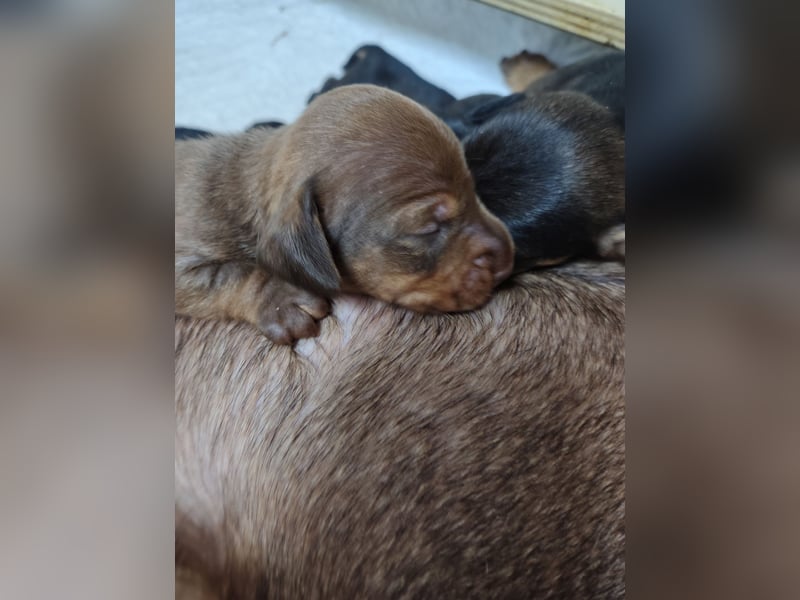 Zwergdackel Rauhhaar