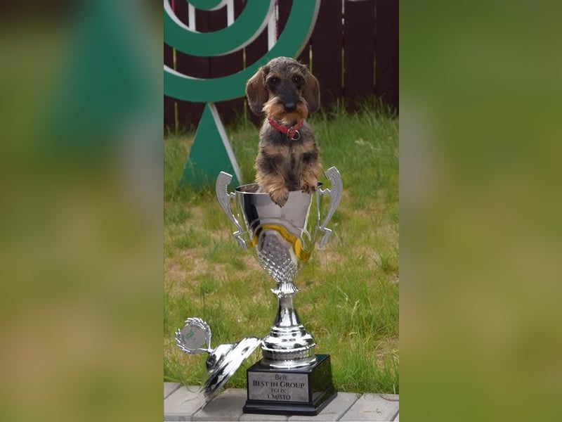 Dackel zwerg/kaninchen rauhaar