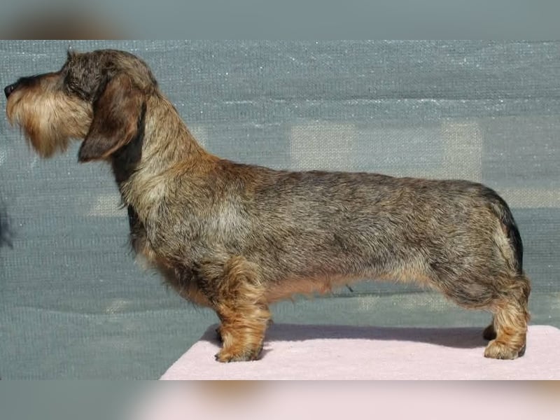Dackel zwerg/kaninchen rauhaar