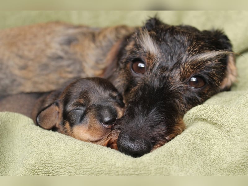 Dackel zwerg/kaninchen rauhaar