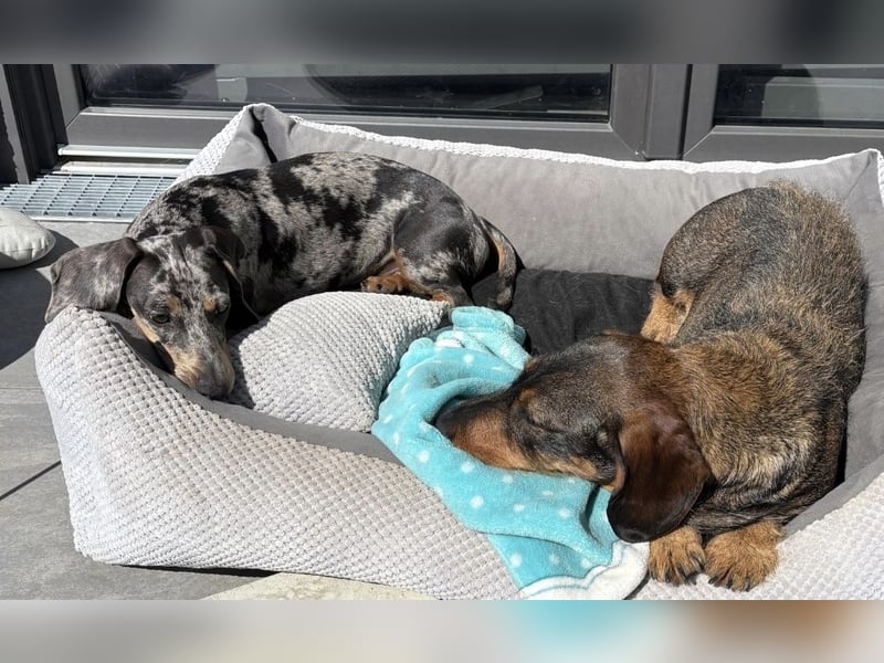 4 wunderschöne Dackel♥️, auch einzeln zu vermitteln
