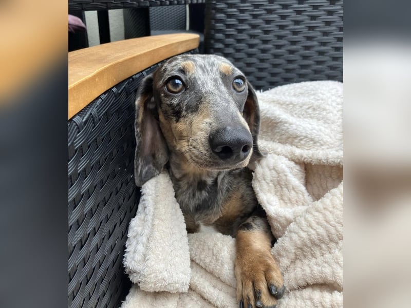 4 wunderschöne Dackel♥️, auch einzeln zu vermitteln