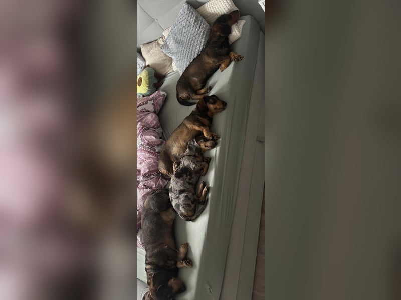 4 wunderschöne Dackel♥️, auch einzeln zu vermitteln