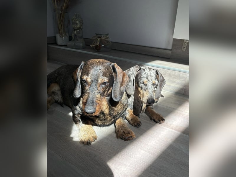 4 wunderschöne Dackel♥️, auch einzeln zu vermitteln