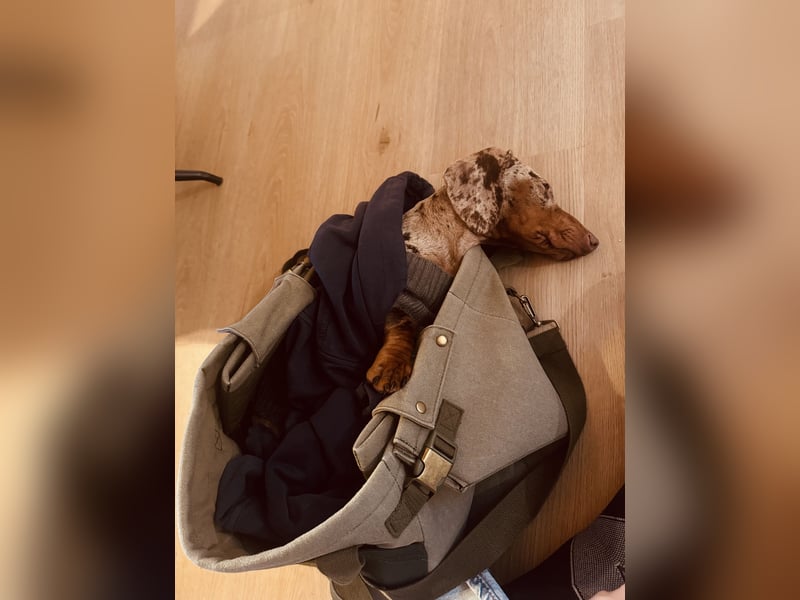 Dackel sucht Herzensmensch