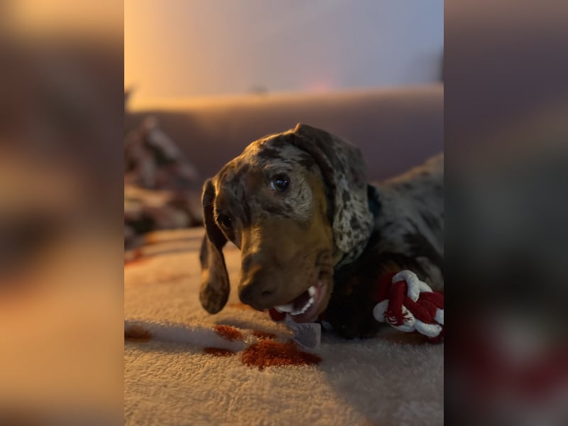 Dackel sucht Herzensmensch