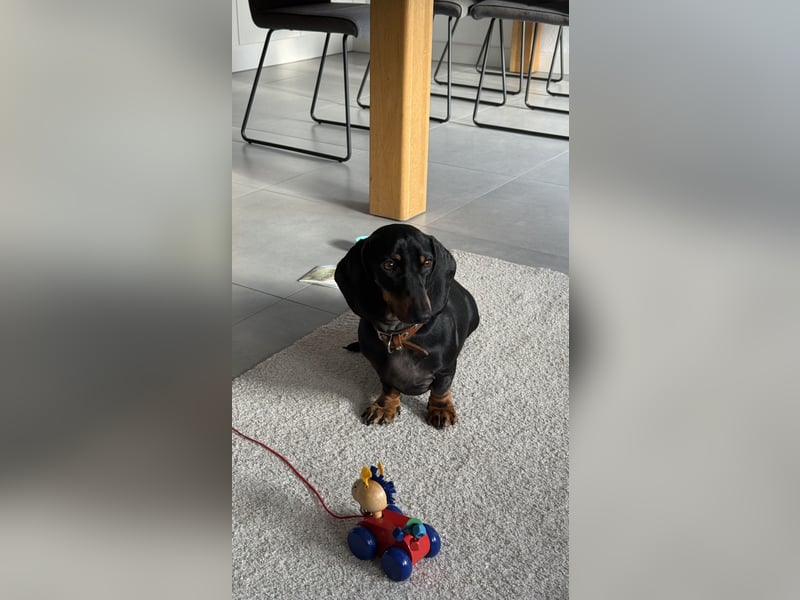 Liebevolle Dackeldame Alwina sucht ein neues Zuhause