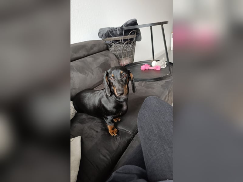 Liebevolle Dackeldame Alwina sucht ein neues Zuhause