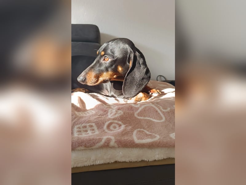 Liebevolle Dackeldame Alwina sucht ein neues Zuhause