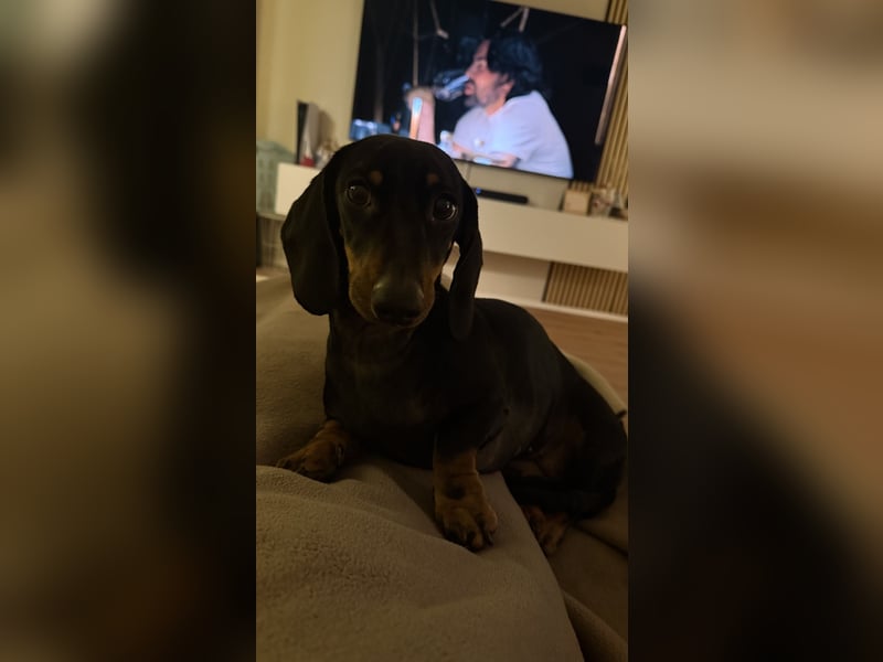 Liebevolle Dackeldame Alwina sucht ein neues Zuhause