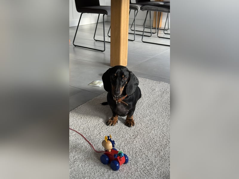 Liebevolle Dackeldame Alwina sucht ein neues Zuhause