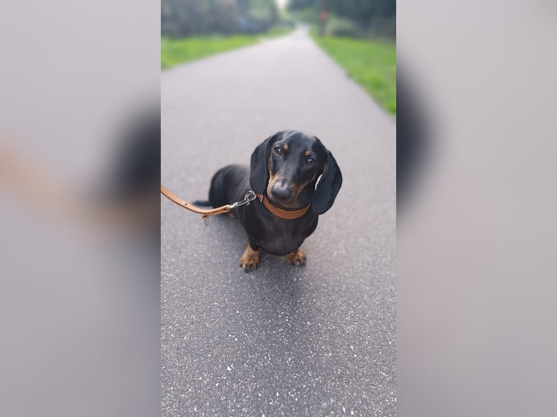 Liebevolle Dackeldame Alwina sucht ein neues Zuhause