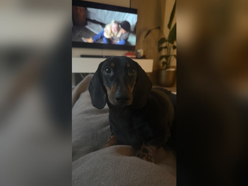 Liebevolle Dackeldame Alwina sucht ein neues Zuhause