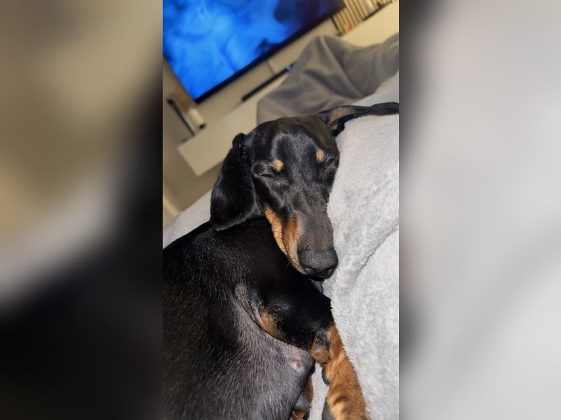 Liebevolle Dackeldame Alwina sucht ein neues Zuhause