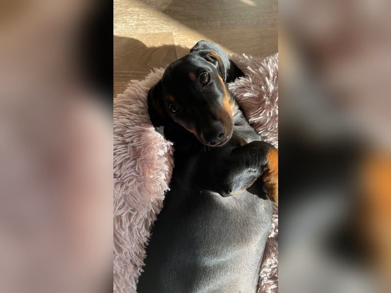 Liebevolle Dackeldame Alwina sucht ein neues Zuhause