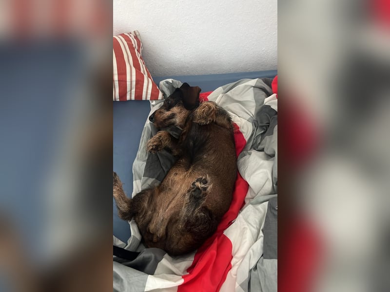 Onja - kleiner Dackel, große Hoffnung 