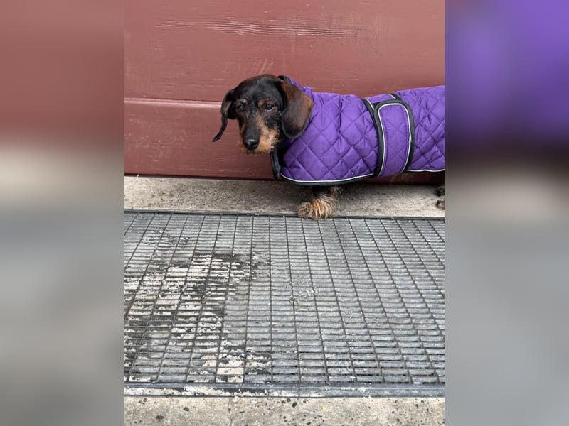 Onja - kleiner Dackel, große Hoffnung 