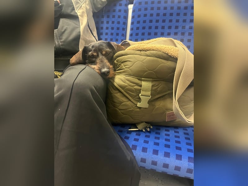 Onja - kleiner Dackel, große Hoffnung 