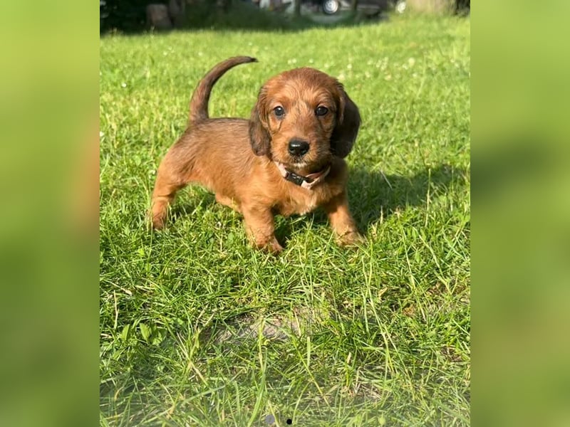 Doxiepoo Dackelpoo Dackel x Pudel Welpen