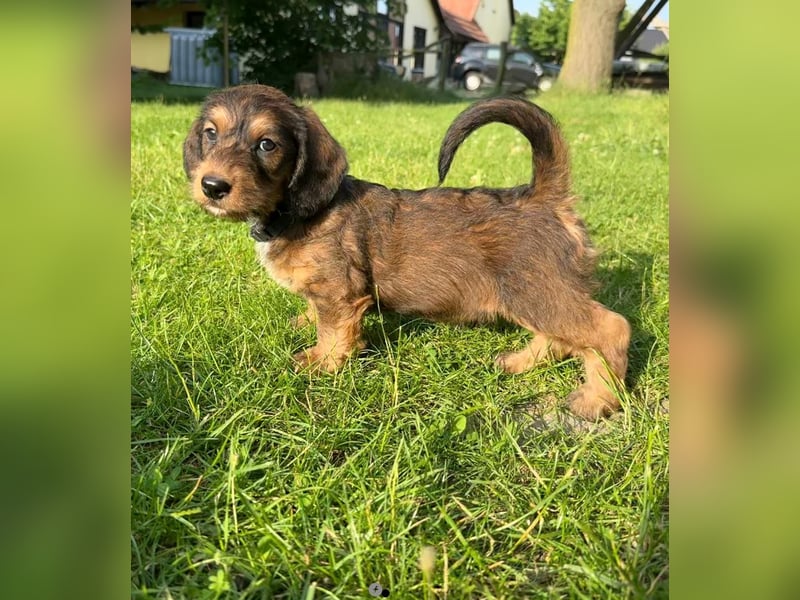 Doxiepoo Dackelpoo Dackel x Pudel Welpen
