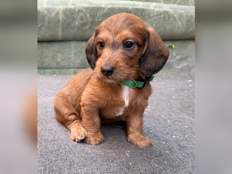Doxiepoo Dackelpoo Dackel x Pudel Welpen