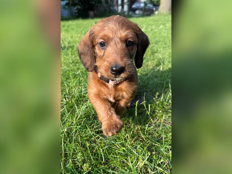 Doxiepoo Dackelpoo Dackel x Pudel Welpen