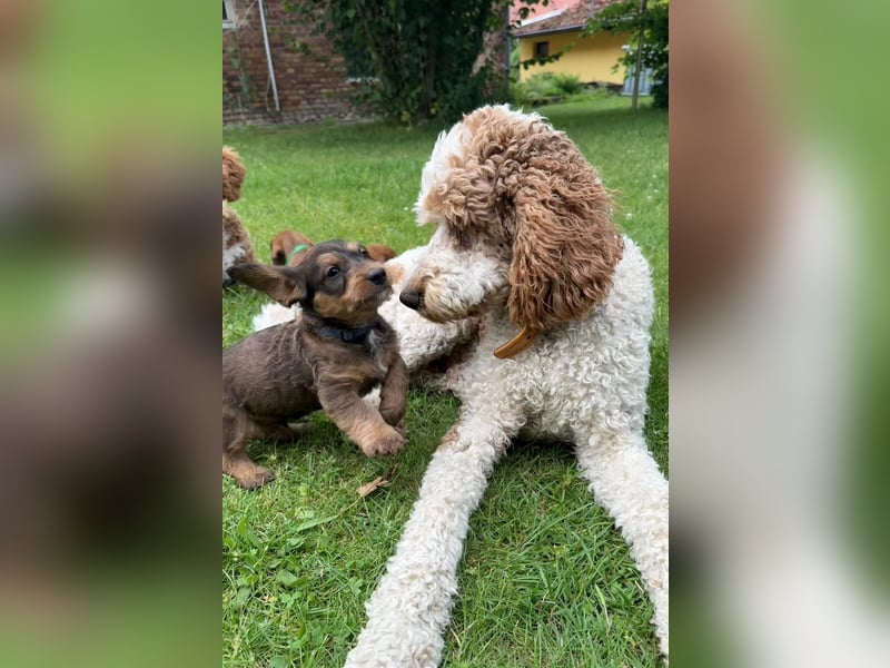 Doxiepoo Dackelpoo Dackel x Pudel Welpen