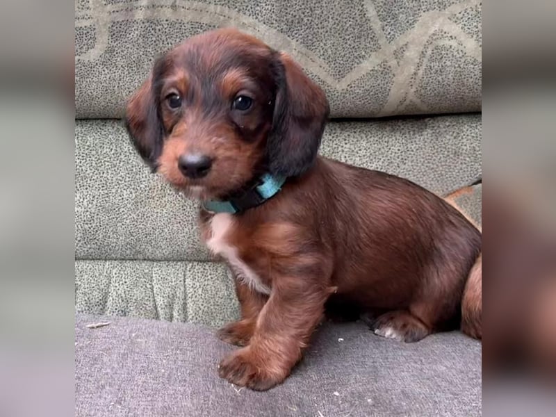 Doxiepoo Dackelpoo Dackel x Pudel Welpen