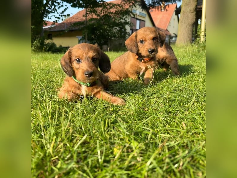Doxiepoo Dackelpoo Dackel x Pudel Welpen