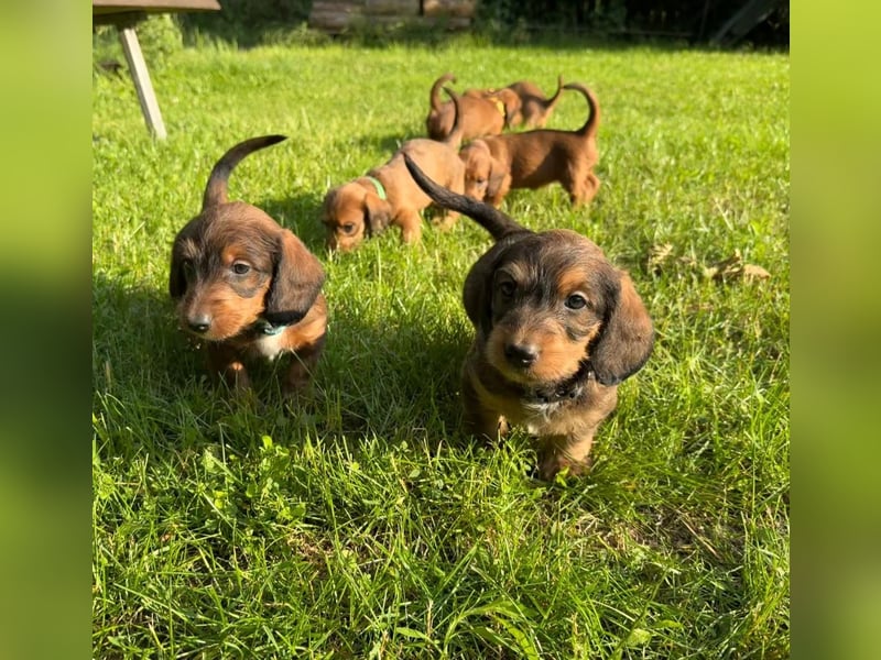 Doxiepoo Dackelpoo Dackel x Pudel Welpen