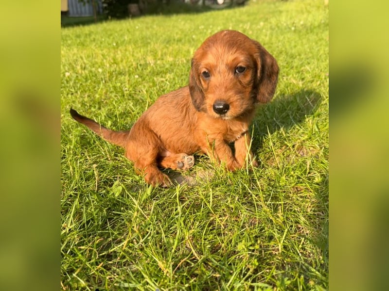 Doxiepoo Dackelpoo Dackel x Pudel Welpen