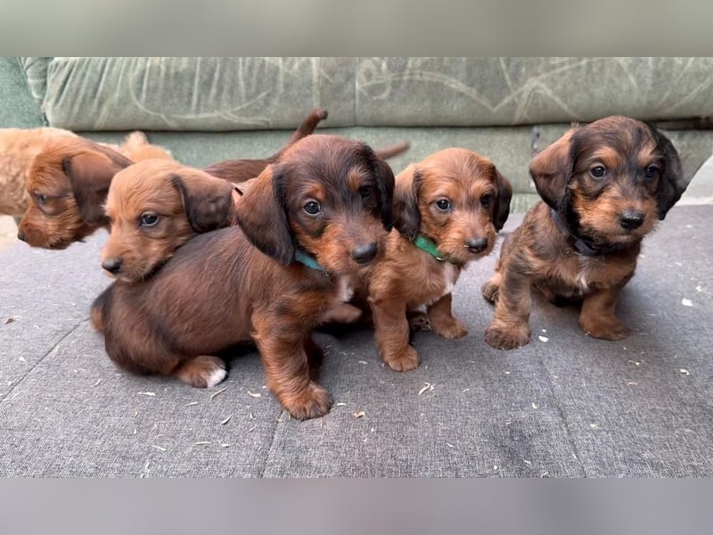 Doxiepoo Dackelpoo Dackel x Pudel Welpen
