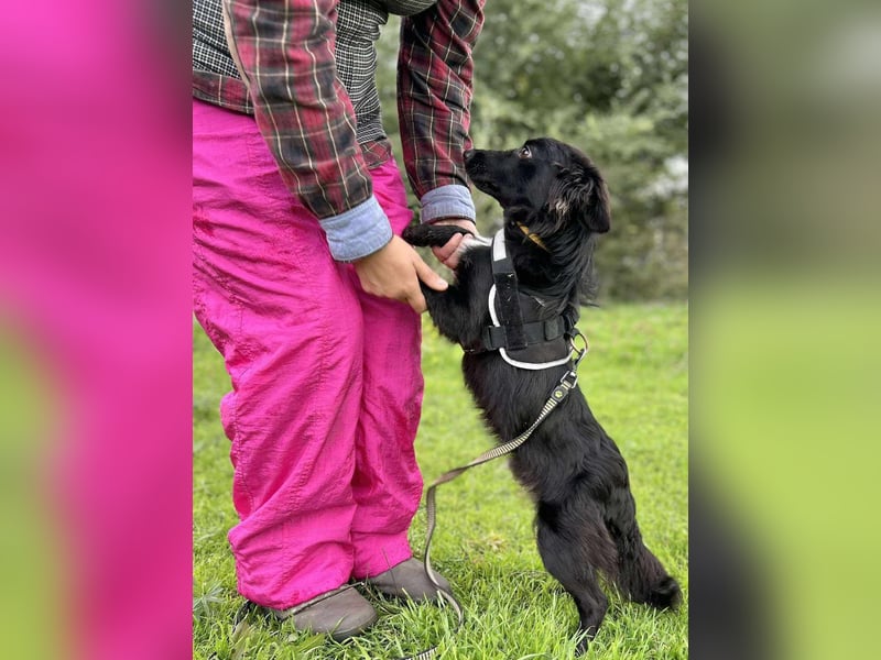 Süßer Murphy sucht ein neues Zuhause