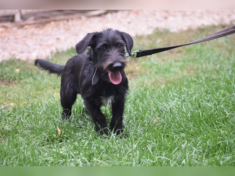 ***RESERVIERT*** Kleiner Dackel-Schnauzer Mix „Bobi“, ca. 04.2024 geboren, sucht ein liebes Zuhause