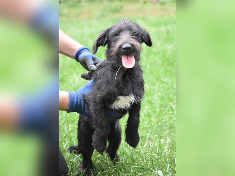 ***RESERVIERT*** Kleiner Dackel-Schnauzer Mix „Bobi“, ca. 04.2024 geboren, sucht ein liebes Zuhause