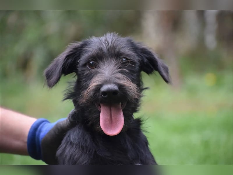 ***RESERVIERT*** Kleiner Dackel-Schnauzer Mix „Bobi“, ca. 04.2024 geboren, sucht ein liebes Zuhause