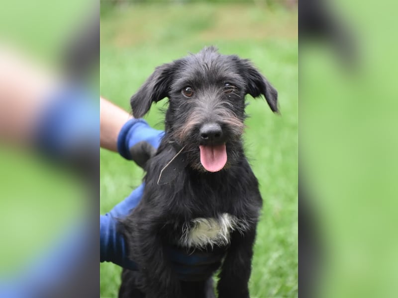 ***RESERVIERT*** Kleiner Dackel-Schnauzer Mix „Bobi“, ca. 04.2024 geboren, sucht ein liebes Zuhause