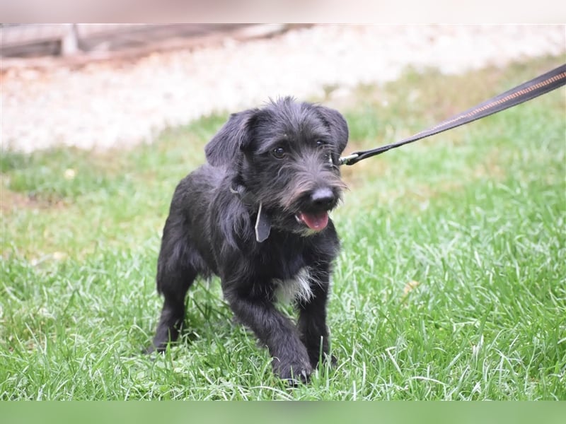 ***RESERVIERT*** Kleiner Dackel-Schnauzer Mix „Bobi“, ca. 04.2024 geboren, sucht ein liebes Zuhause