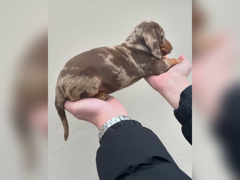 Niedlicher Miniatur-Dackel-Junge sucht sein Für-Immer-Zuhause