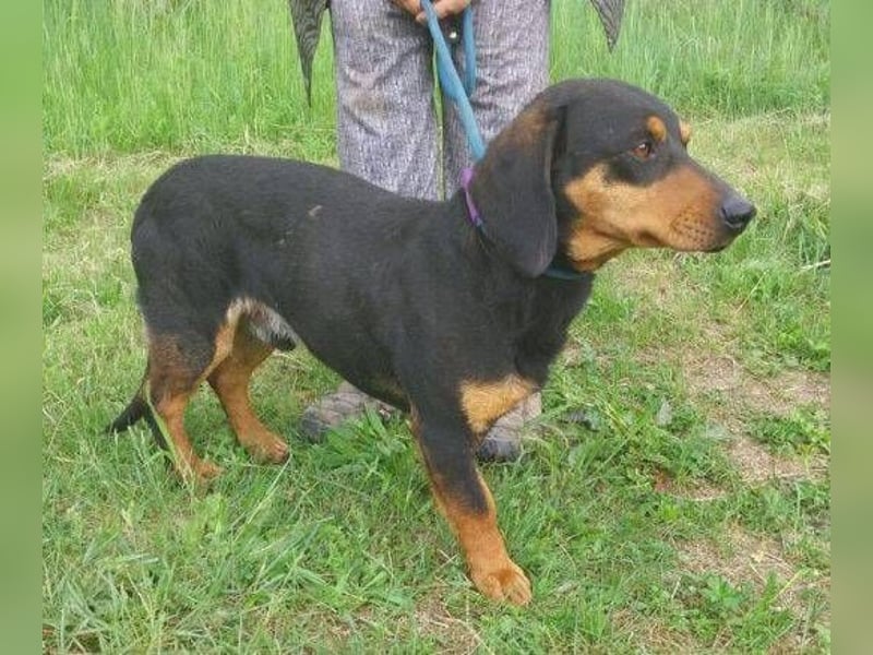 Goro, Dackel Mischling