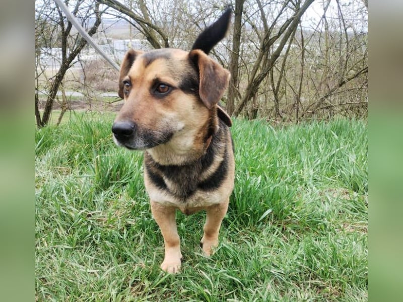 Clyde, Dackel - Schäferhund Mischling