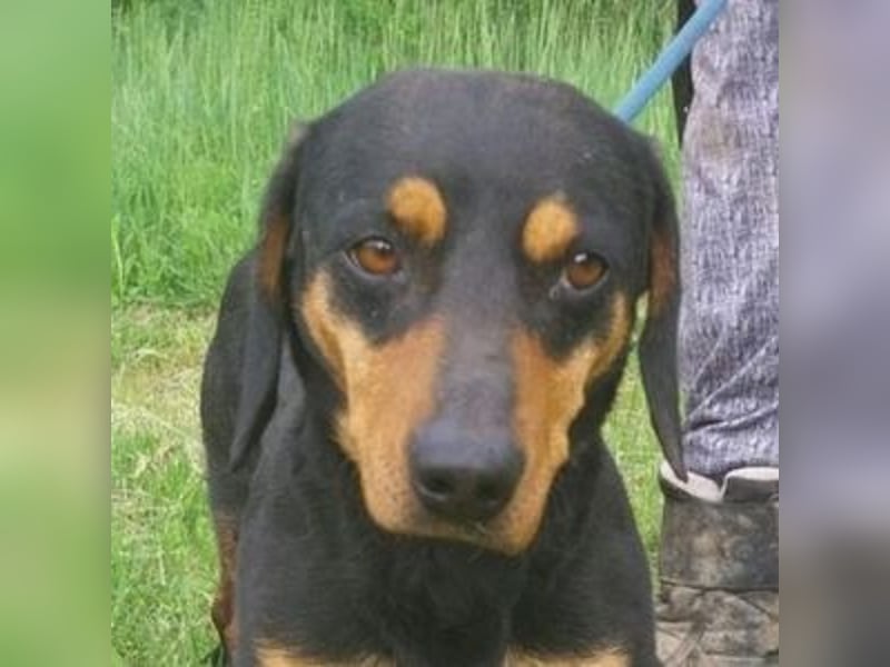 Goro, Dackel Mischling